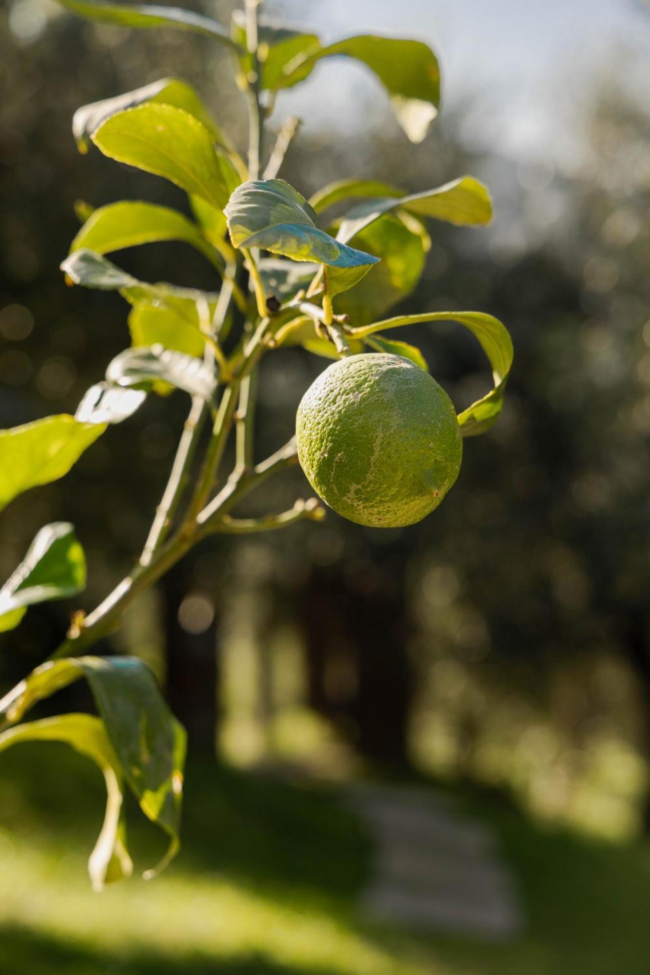 Calice al Cornoviglio Agriturismo I Due Ghiri - Cinque Terre מראה חיצוני תמונה